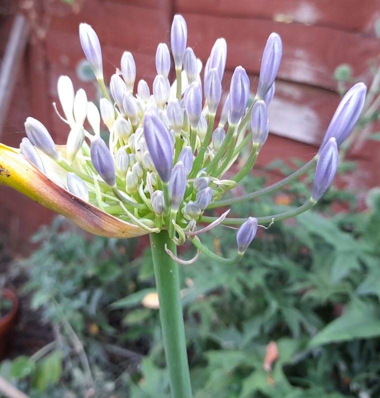 agapanthus