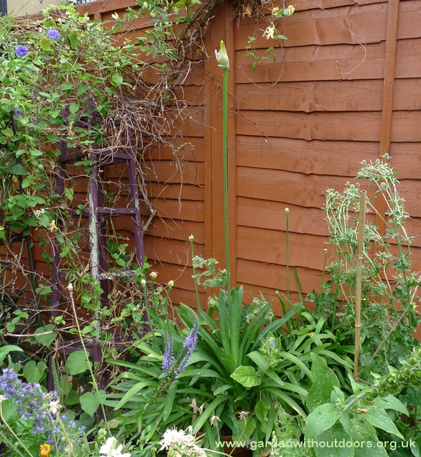 agapanthus buds sea holly