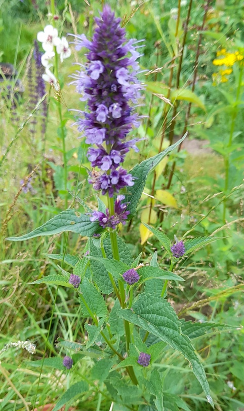 agastache Black Adder