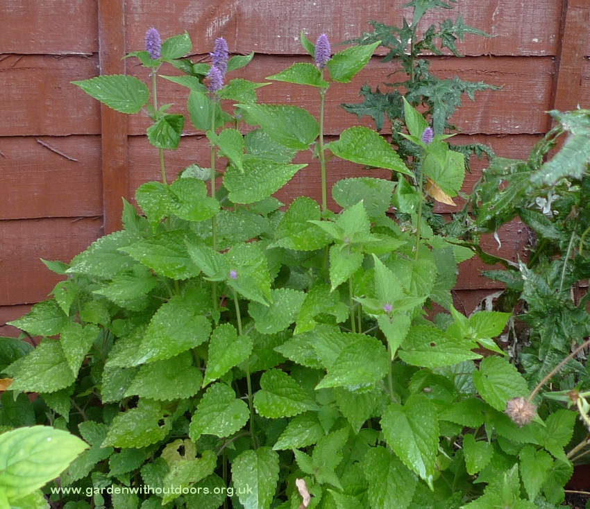 agastache anisata