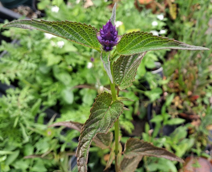 agastache