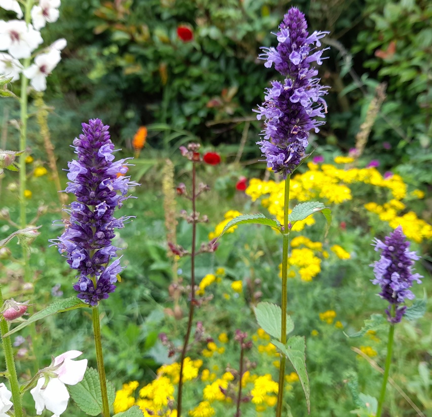 agastache Black Adder