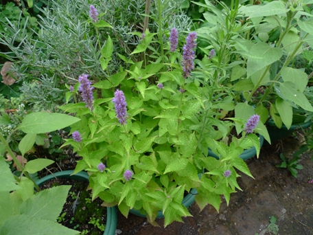 agastache anisata