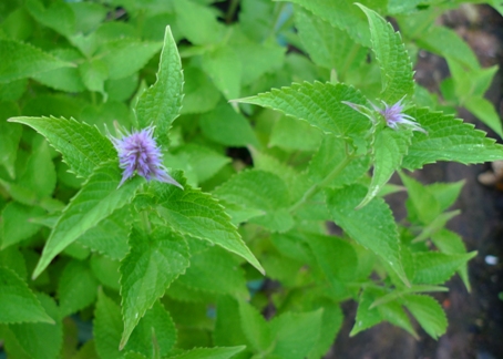 agastache anisata