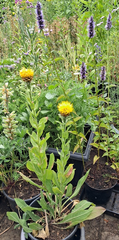 agastache giant knapweed