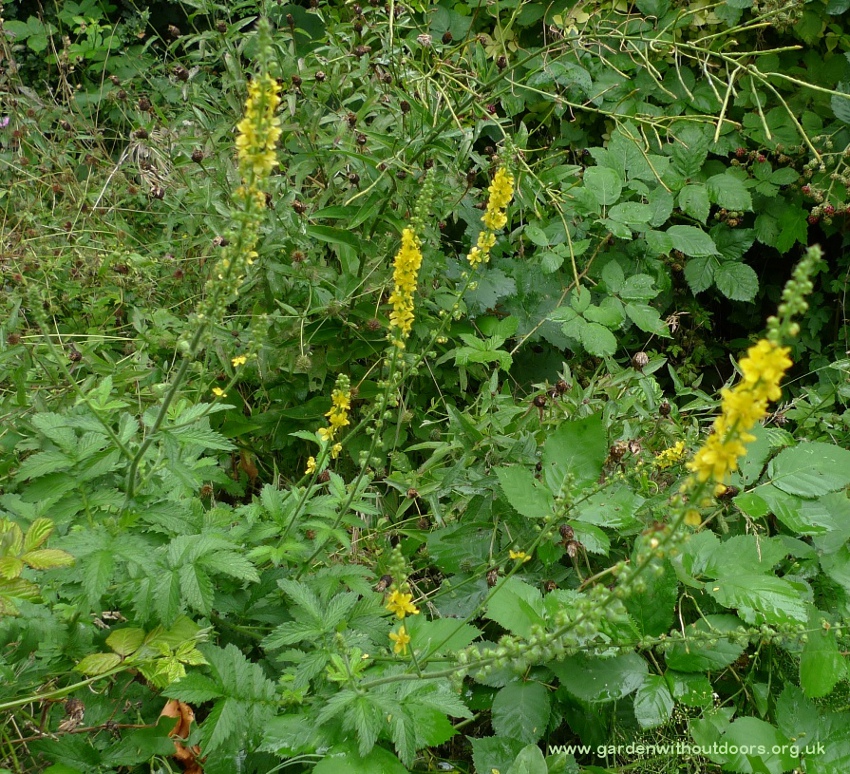 agrimony