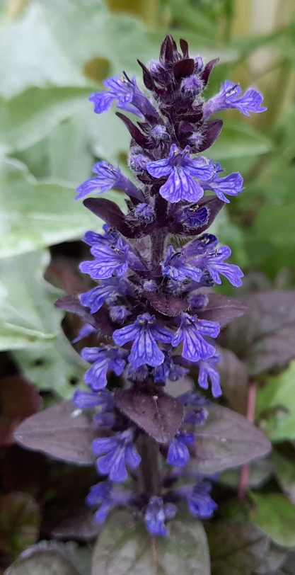 ajuga