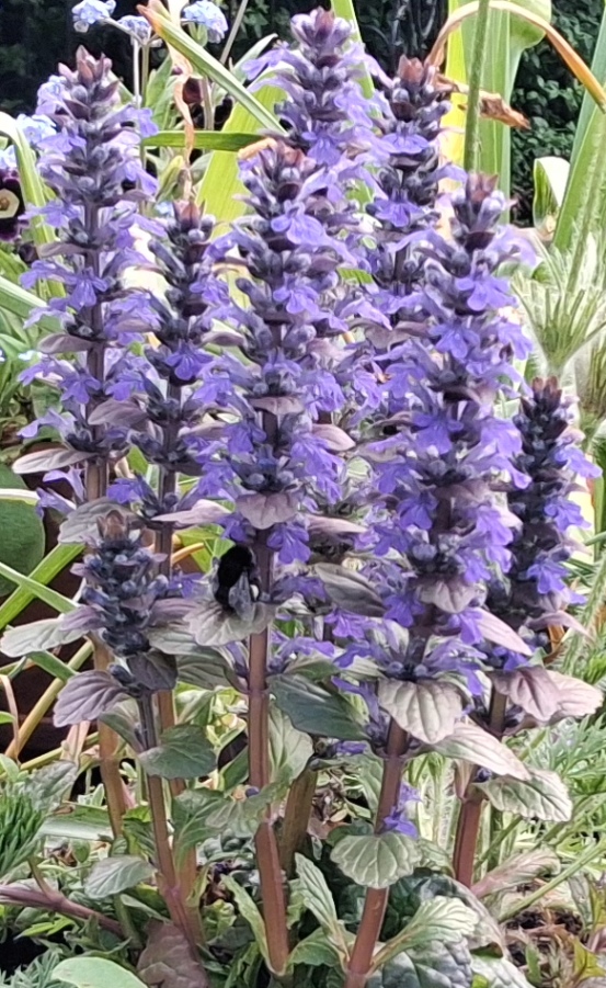 ajuga reptans bee