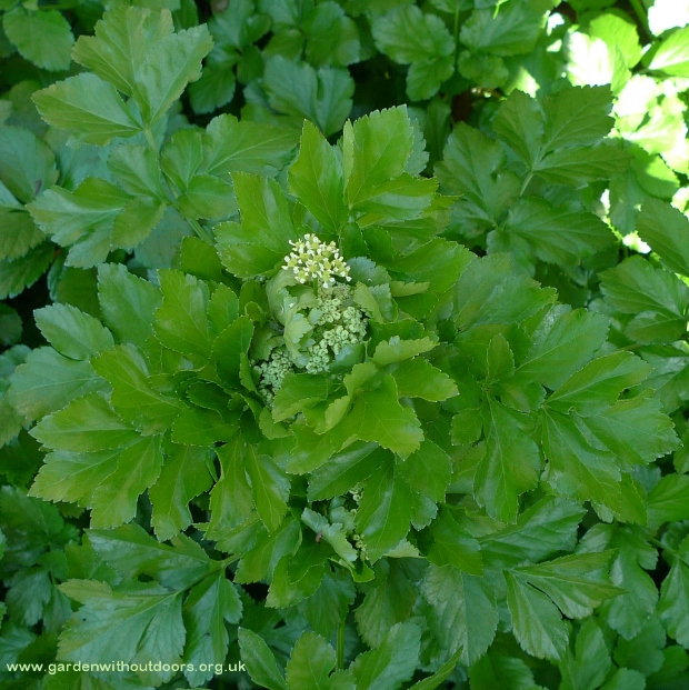 alexanders flower