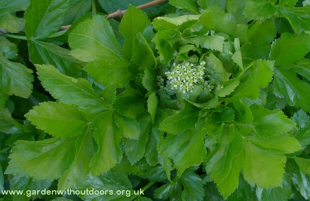 alexanders flowers