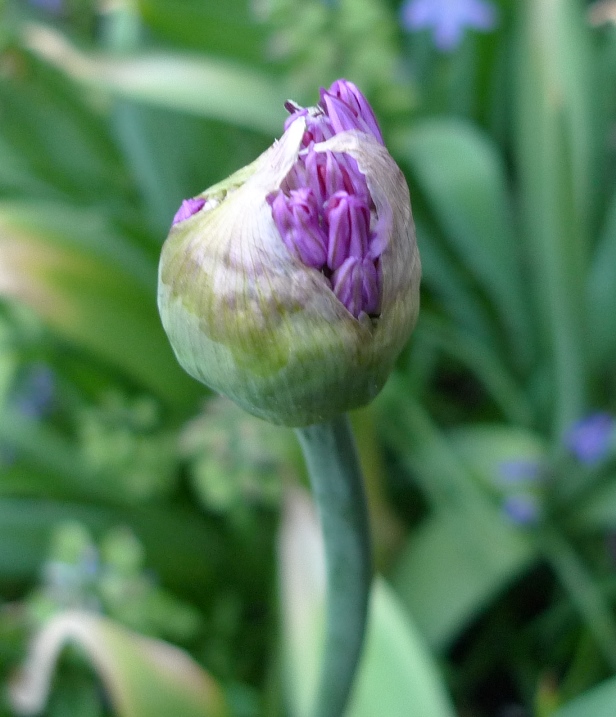 allium bud