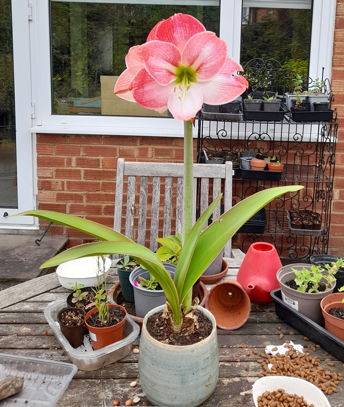 amaryllis