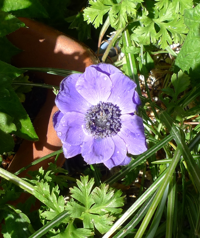 anemone