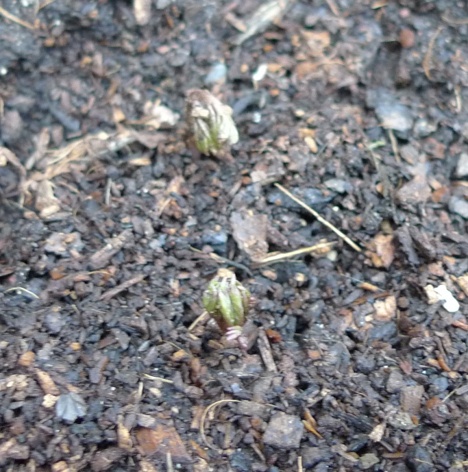 anemone and ranunculus