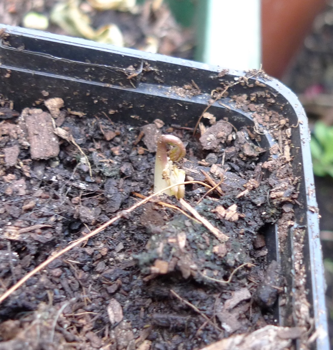 anemone and ranunculus