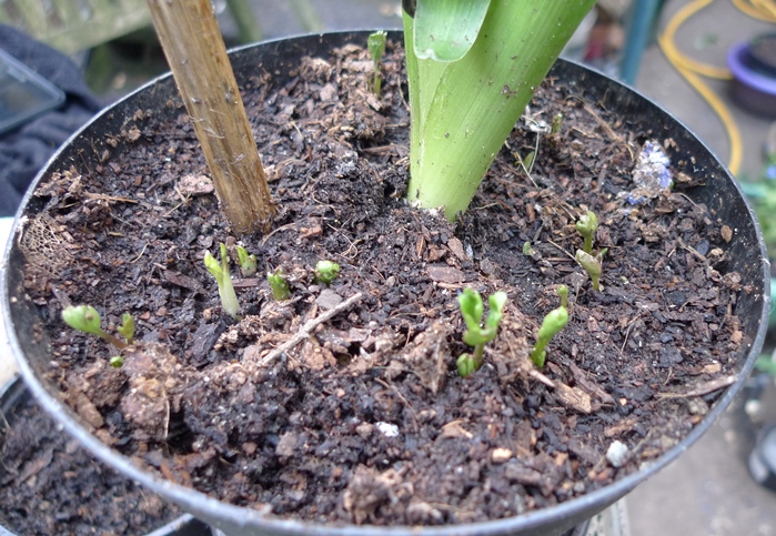 anemone or ranunculus