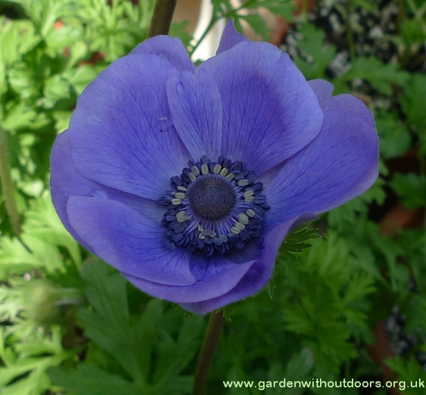 anemone flower