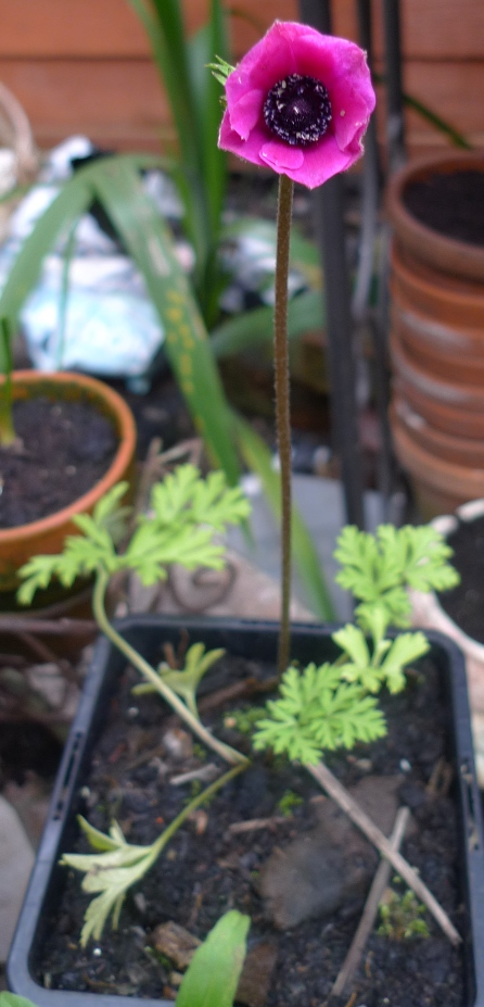 anemone harmony orchid