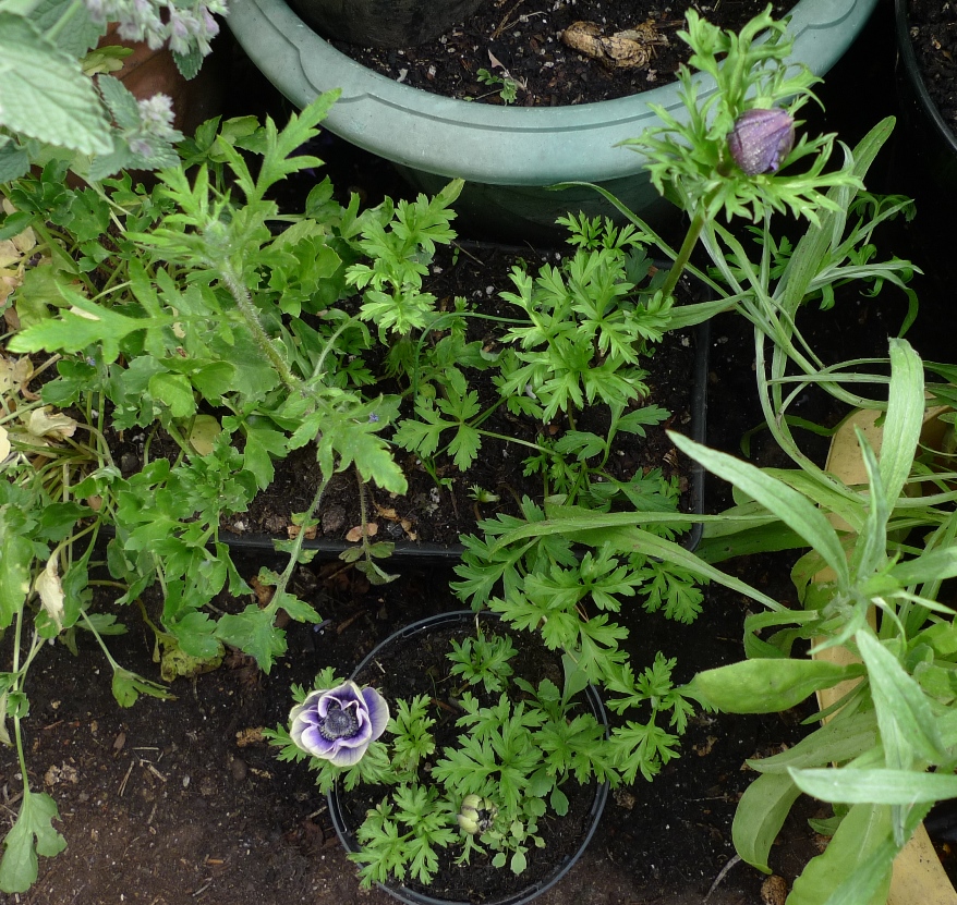 anemone and ranunculus
