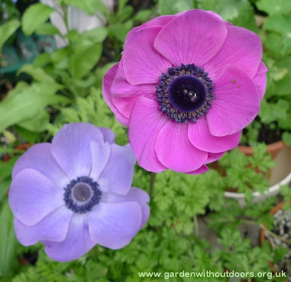 anemone flowers