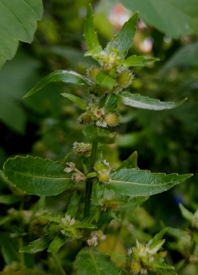 annual mercury Mercuralis annua