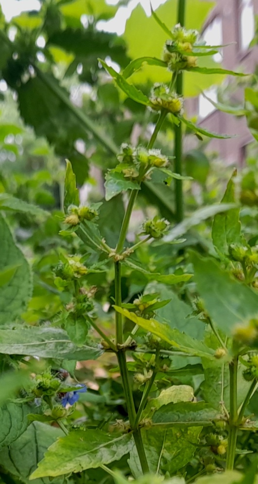 annual mercury Mercuralis annua