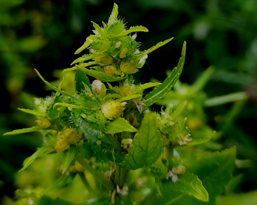 annual mercury Mercuralis annua