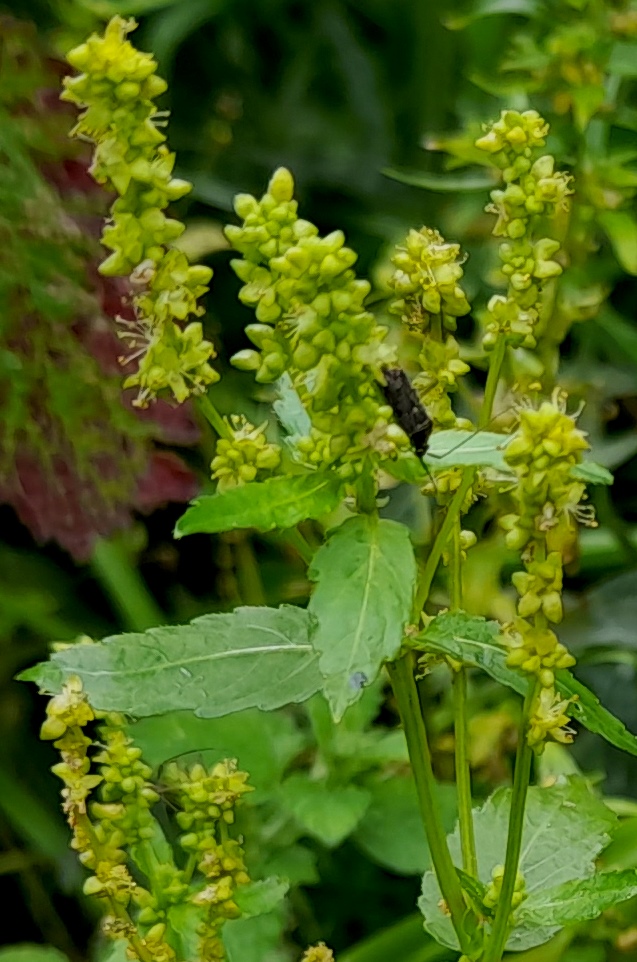 annual mercury Mercuralis annua