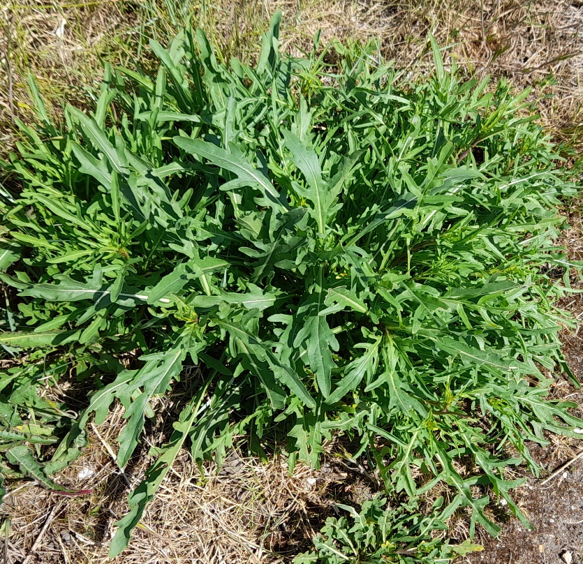 annual wall rocket swanscombe marshes