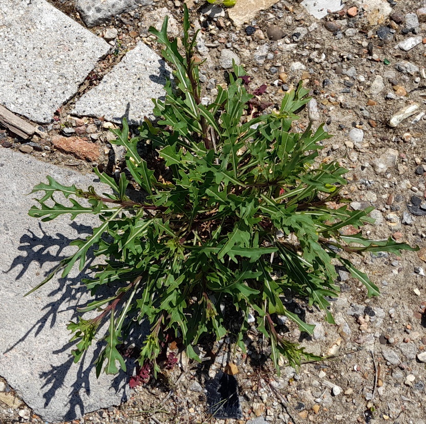 annual wall rocket swanscombe marshes