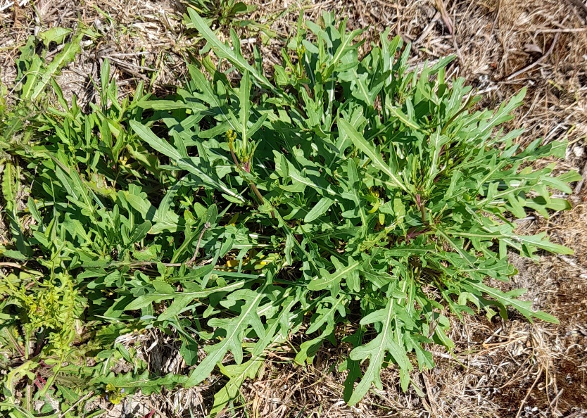 annual wall rocket Swanscombe Marshes