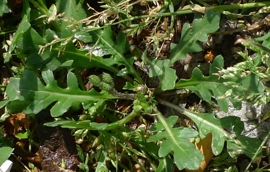 annual wall rocket rosette