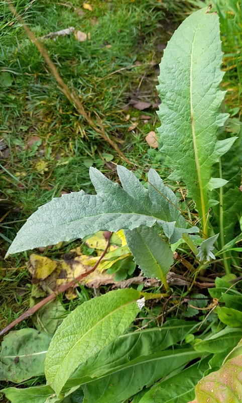cardoon or artichoke seedling