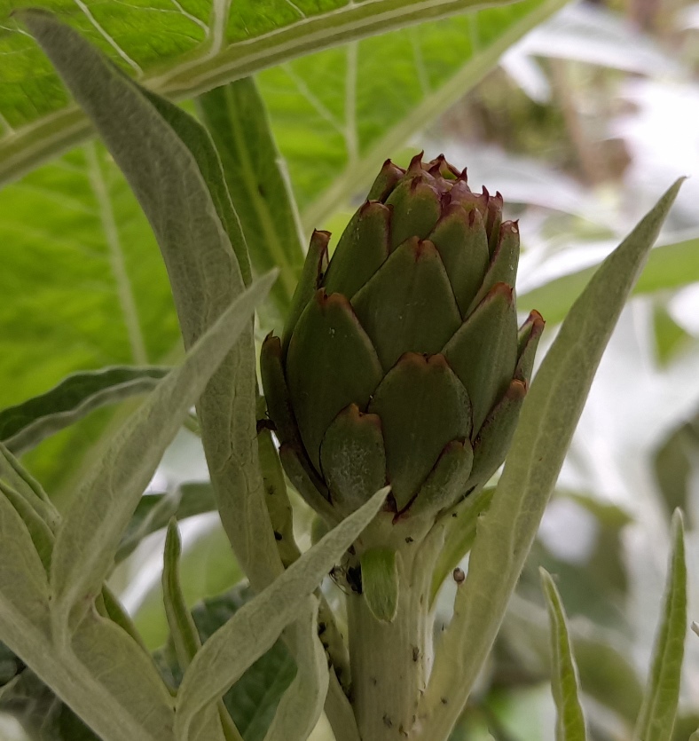 artichoke