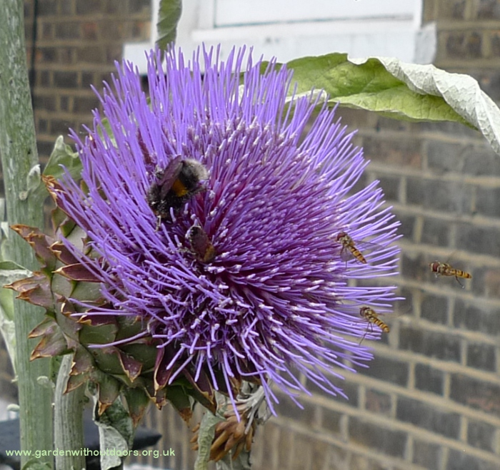 artichoke with bees