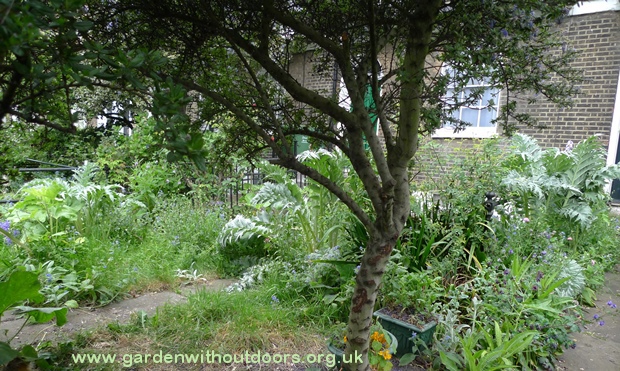 ornamental artichokes