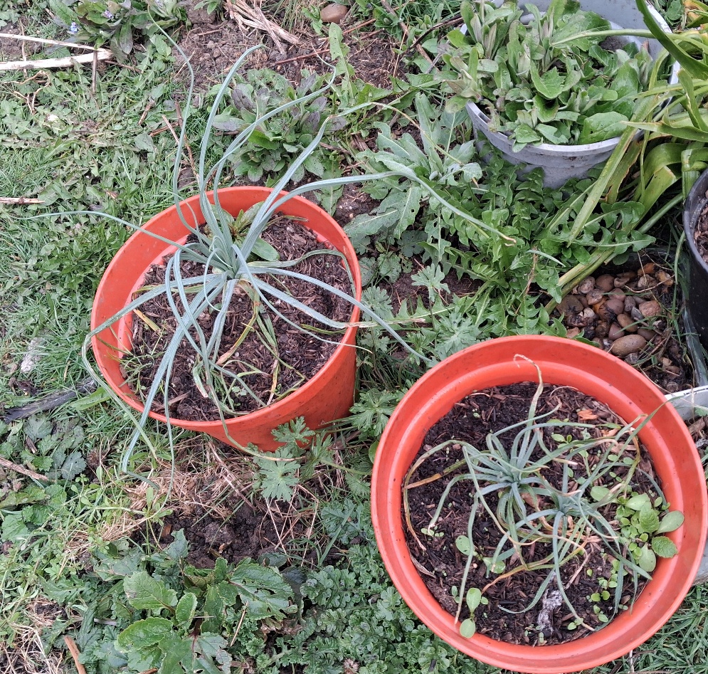 asphodel seedlings