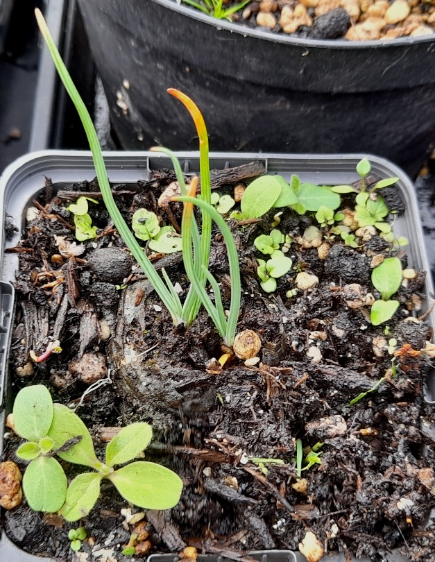 asphodel seedlings