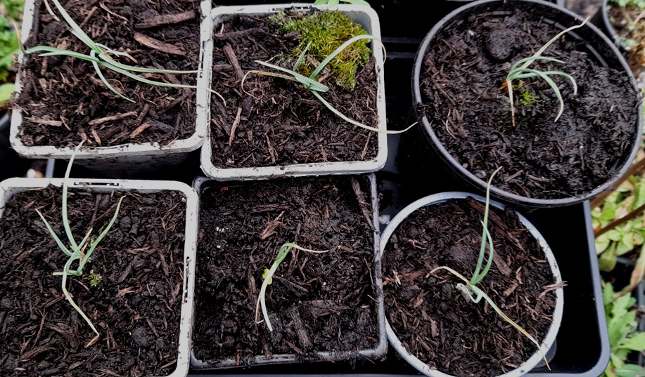 asphodel seedlings