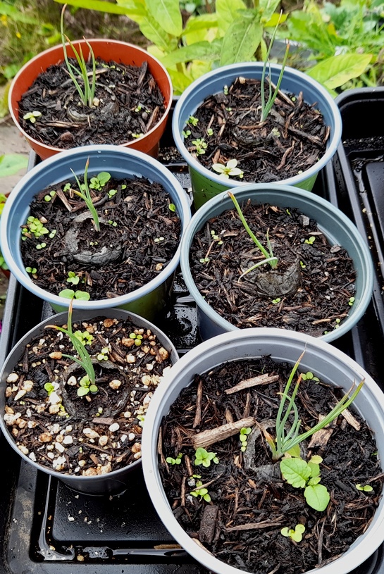 asphodel seedlings