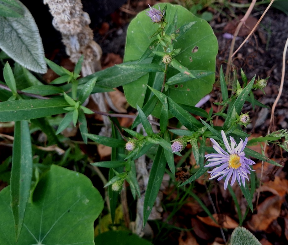 aster