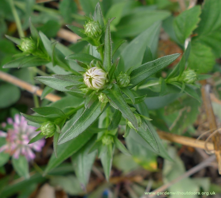 aster amellus buds
