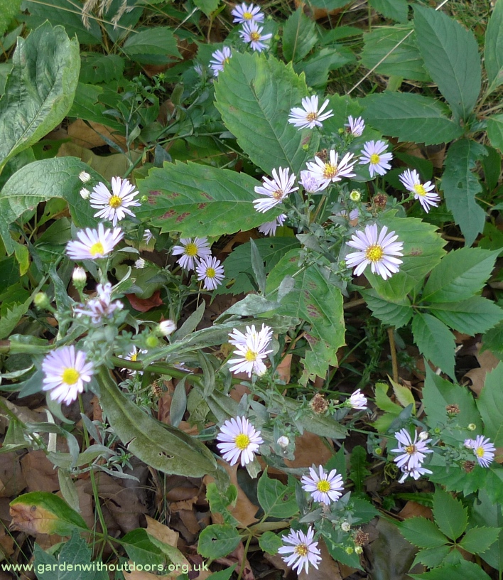 aster amellus