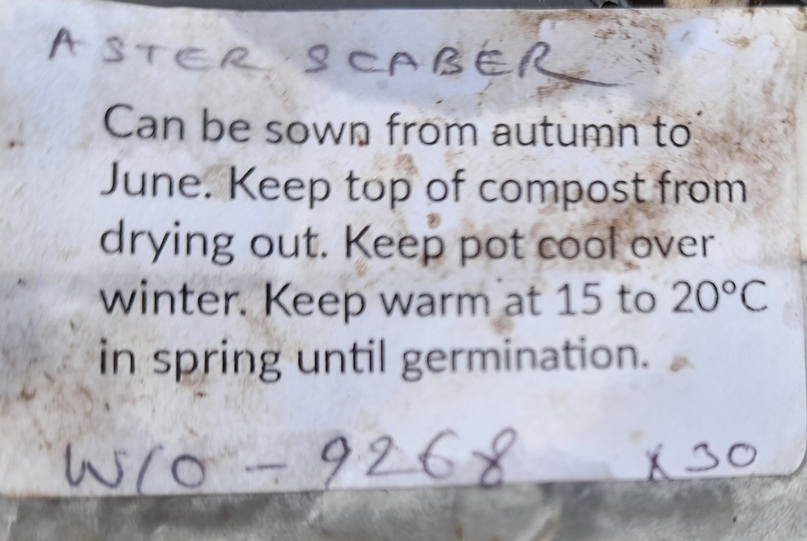 aster scaber seed packet