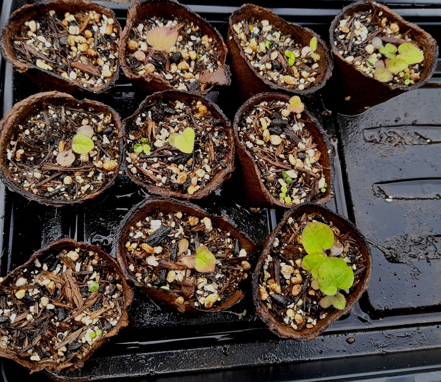 aster scaber seedlings