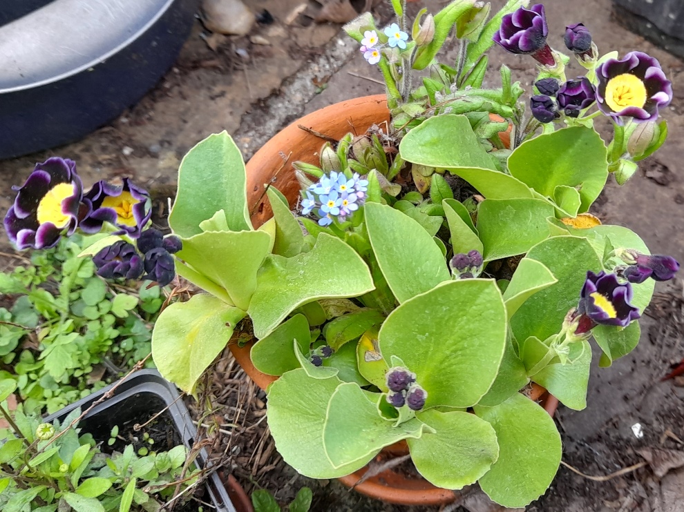 auricula