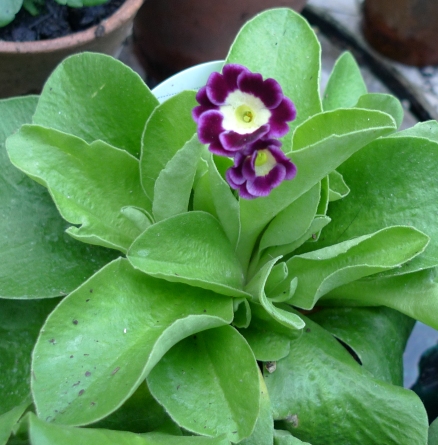 auricula