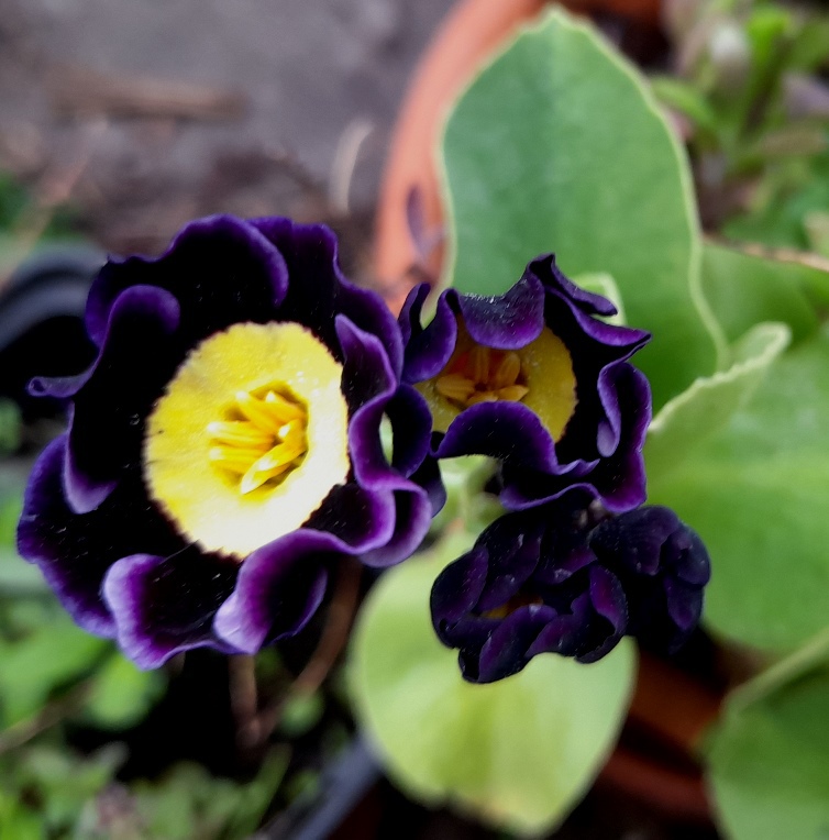 auricula