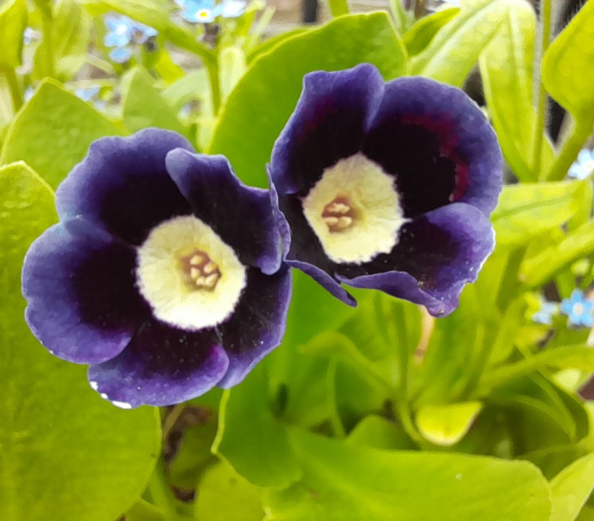 auricula