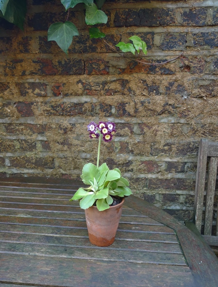 auricula